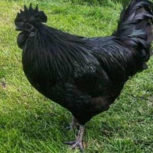 Meet your Posher, Brady